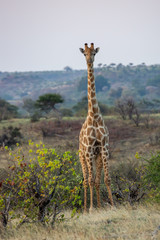giraffe