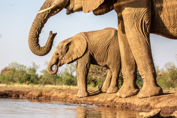 Fototapeta premium elephant at waterhole
