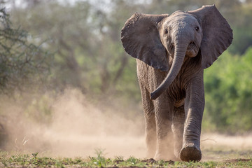 baby elephant running to waterhole