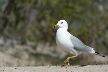 A seagull walking quietly looks like an angel 