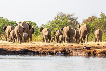 Naklejka premium elephant at waterhole