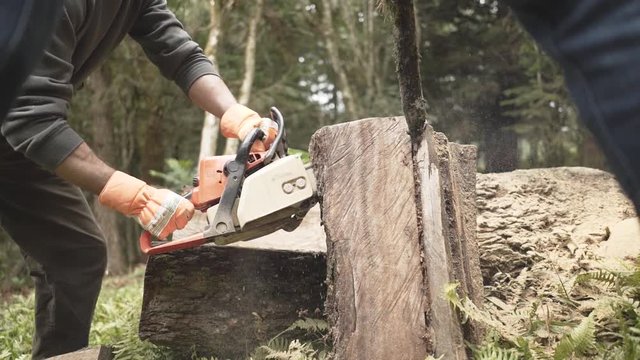 Woodcutter saws tree with chainsaw at the amazon forest