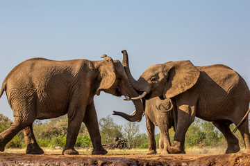 Fototapeta premium elephant greeting at waterhole