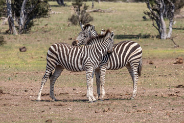 Fototapeta na wymiar zebra back scratch