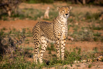 Fototapeta na wymiar Cheetah on the lookout