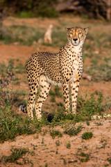 Cheetah on the lookout