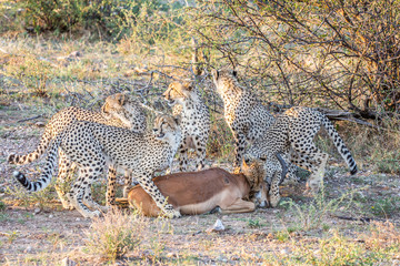 cheetah watchful for predators after the kill