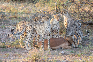 cheetah feeding on the kill