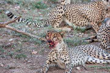 Cheetah after the kill