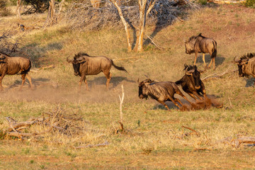 Fototapeta na wymiar Wildebeest playing chasey