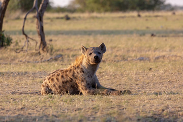 Hyena