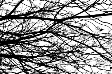 Black and White of Tree branches under the sky
