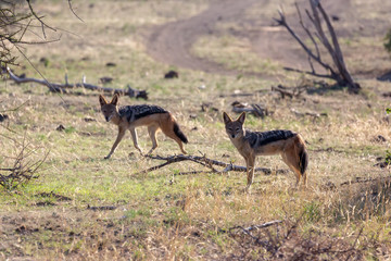 Black backed jackals on the lookout