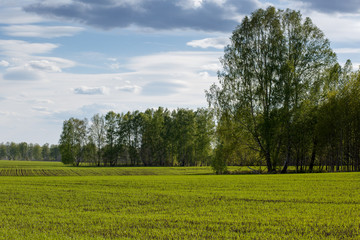 Obraz premium Agriculture. Cultivated field at the edge of the forest