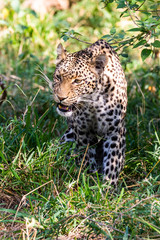 Leopard with whiskers