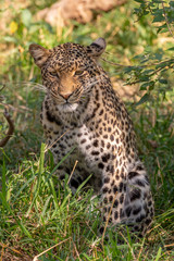 Fototapeta na wymiar Leopard sitting