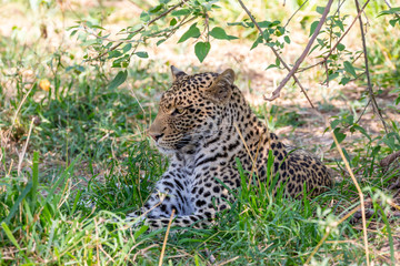 Leopard with whiskers resting