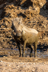 Fototapeta premium Muddy warthog