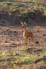Steenbok in africa