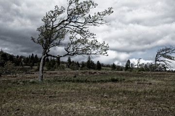 tree in field