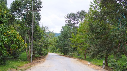 Obraz premium Road in the forest with sky, travel on natural concept, Space for text in template, Covered with trees