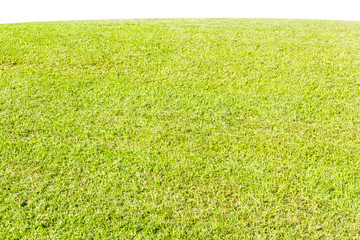 field of grass