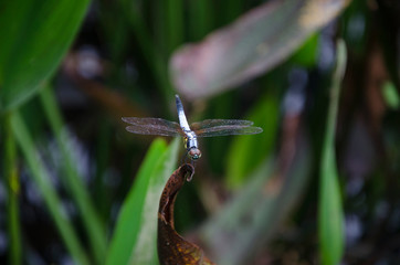 dragonfly on blade of grass