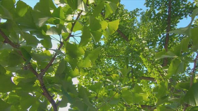 ginkgo leaves from a tree with sun and blue sky.