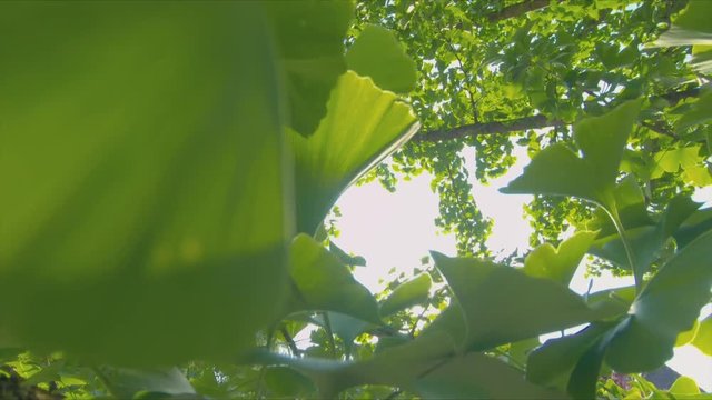 ginkgo leaves infront of shining sun with wind.
