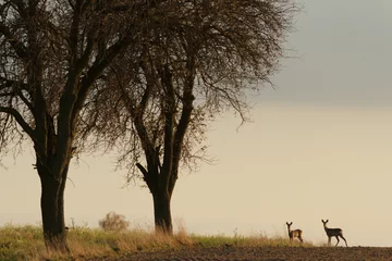 Poster Im Rahmen roe deer in wild scenery © TSpider