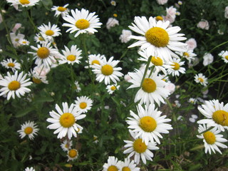 Fototapeta premium field of daisies