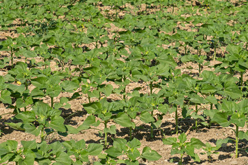 Sunflowers Field, growing plants, agriculture