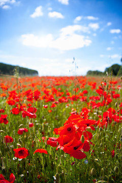 Champ de coquelicots, paysage de France