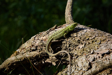 Green beautiful lizard sits on the root of a pine, closeup.  view from above