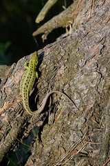 Green beautiful lizard sits on the root of a pine, closeup.  view from above