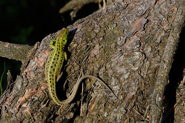 Obraz premium Green beautiful lizard sits on the root of a pine, closeup. view from above