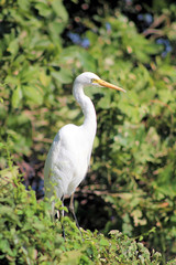 Intermediate Egret White Wading Bird Parry Lagoon Western Australia
