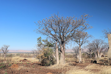 Boab Tree Telegraph Hill Outback Western Australia