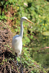 Intermediate Egret White Wading Bird Parry Lagoon Western Australia