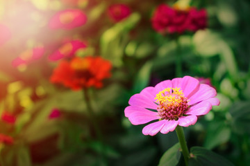 Colorful  zinnia violacea flower blooming in garden with soft sunlight , nature ornamental pink petal flowers , green stem and bright yellow pollen on nature background