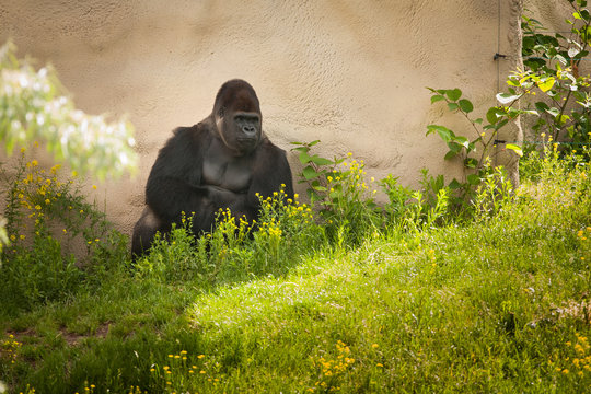 Goryl g&oacute;rski w zoo
