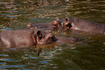 Hipopotamy w wodzie - obrazy, fototapety, plakaty