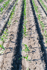 Young corn in summer