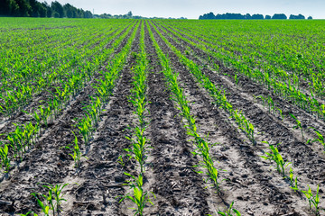 Fototapeta na wymiar Young corn in summer