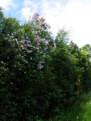 Late May hedgerow in Southern Denmark