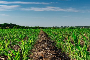 Young corn in summer