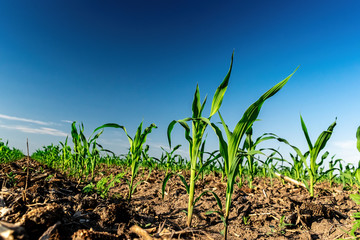 Young corn in summer