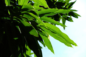 green leaves of mango tree