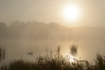 Fototapeta premium river