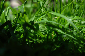 closeup view carpet grass field in summer